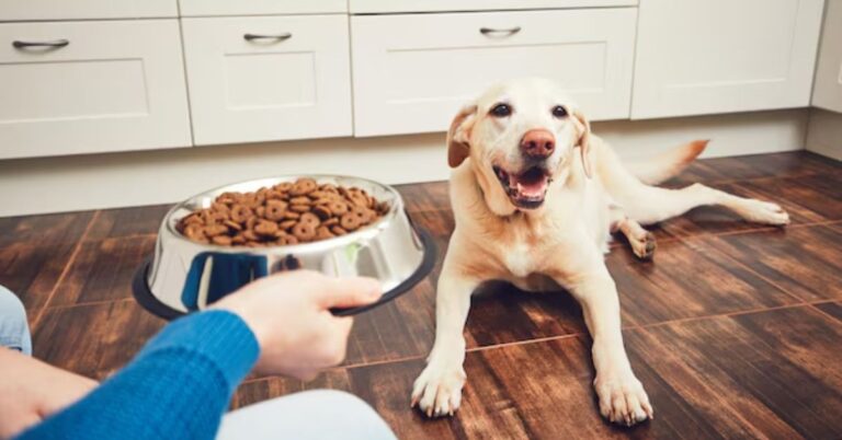 Custom Dog Bowls