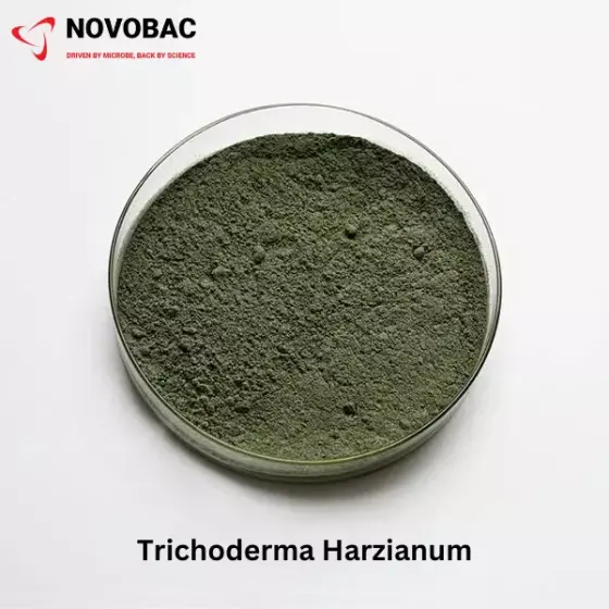 Trichoderma harzianum